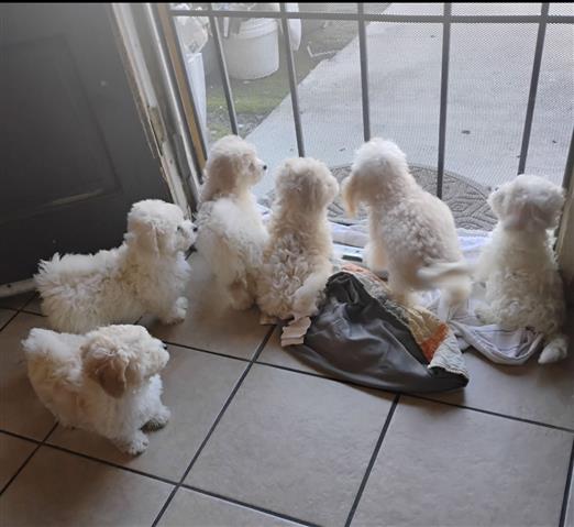 $550 : Perritos toy maltipoo image 1