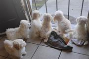 Perritos toy maltipoo en Los Angeles