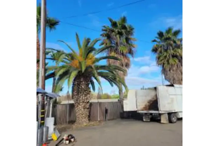 Poda y trimming profesional image 3