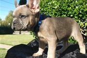 frenchies for rehoming