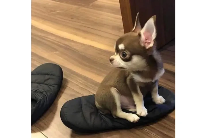 $290 : Chihuahua, Macho AKC image 5