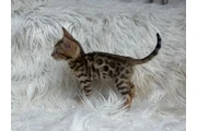 $2800000 : Gato Bengali Raza Hermosa thumbnail