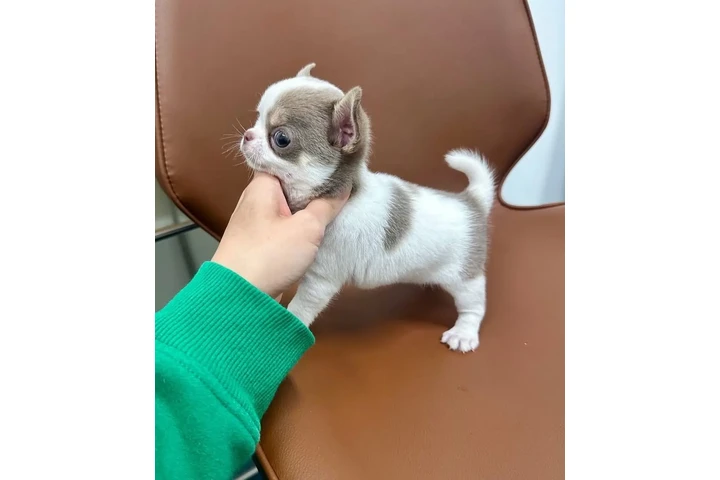 $350 : Chihuahua puppies image 1