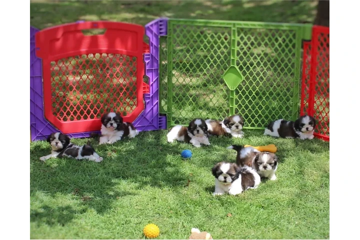 $350 : Cachorros de Shih Tzu image 1