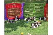 Cachorros de Shih Tzu en Los Angeles