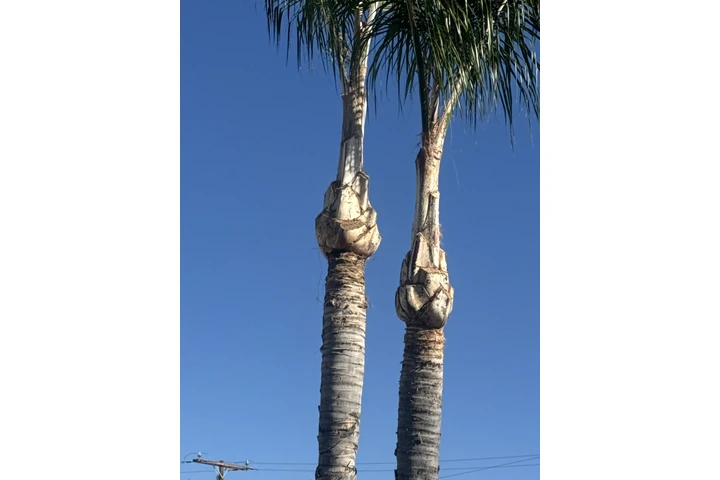 Trees cervise image 2