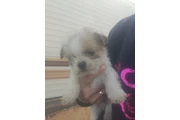 $100 : Puppy thumbnail