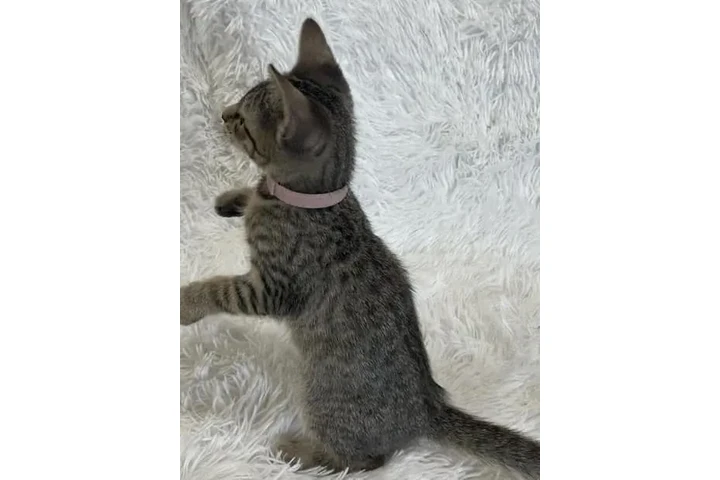 $410 : Bengal Kittens & Cats for Sale image 3
