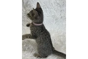 $410 : Bengal Kittens & Cats for Sale thumbnail