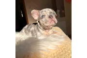 French bulldog puppies en Las Vegas