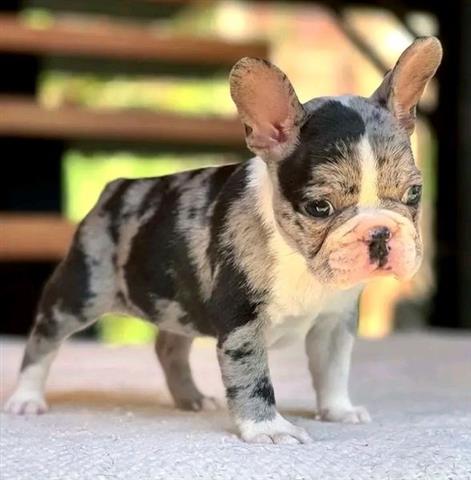 $500 : Cute French Bulldogs Puppies image 1