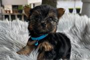 $350 : Cachorrito Yorkshire Terrier thumbnail