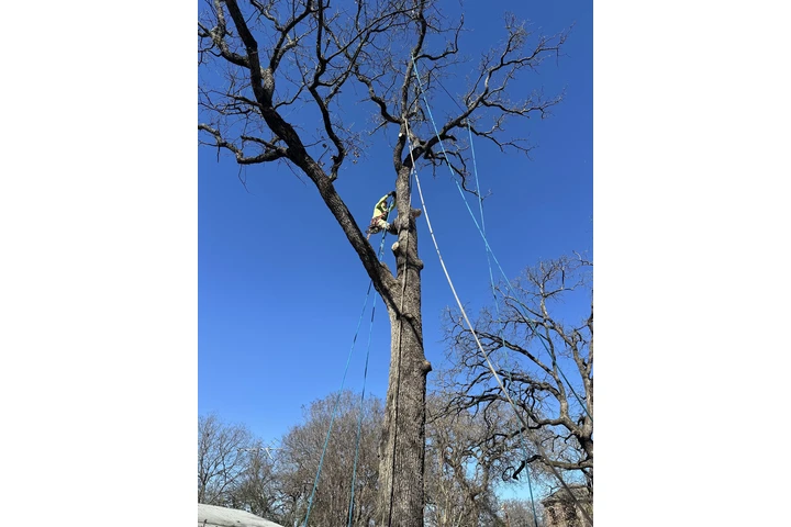 De León tree service image 2