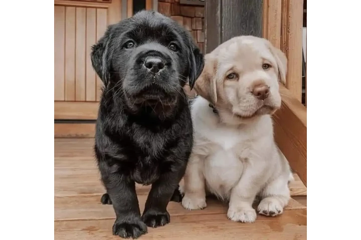 $500 : Labrador Retriever image 3