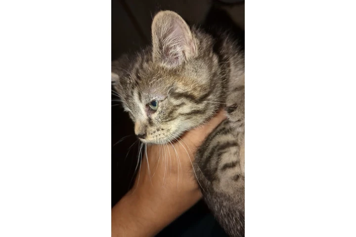 $200 : Gatitos brindle image 3