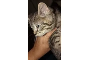 $200 : Gatitos brindle thumbnail