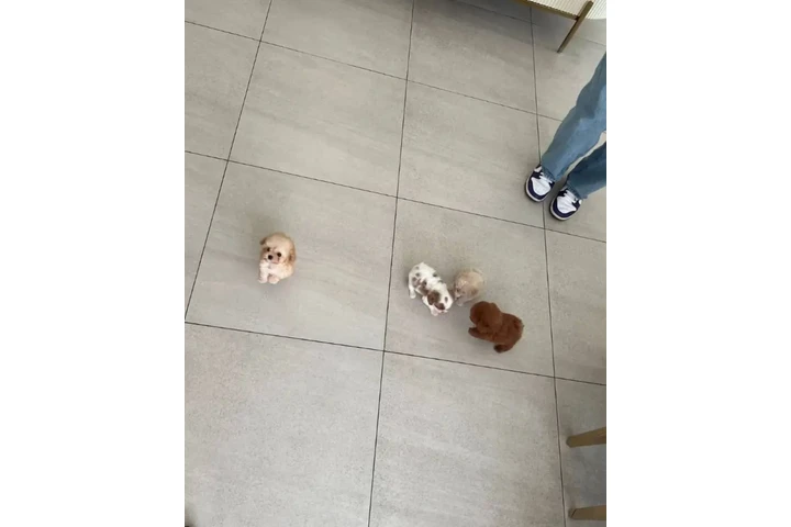 $350 : Cachorros de mini taza de té image 3