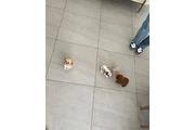 $350 : Cachorros de mini taza de té thumbnail
