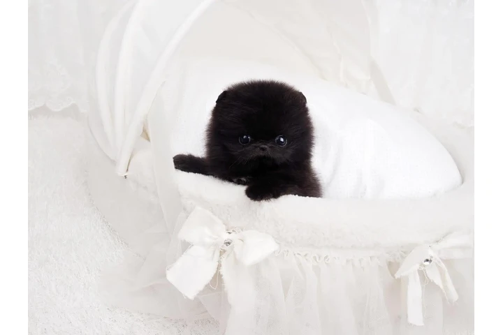 $350 : Micro Pomerania image 1