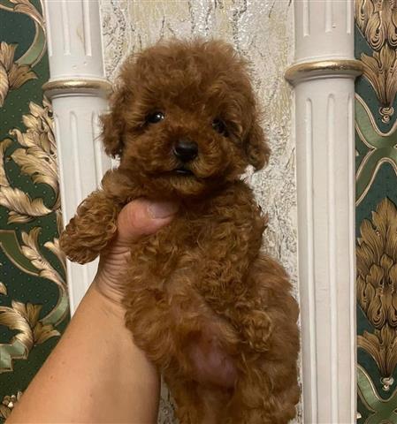 $280 : Toy poodle puppies for sale image 2