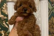 $280 : Toy poodle puppies for sale thumbnail