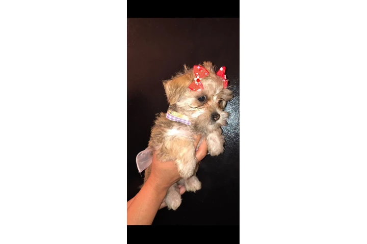 $550 : Chica busca hogar image 1