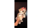 Chica busca hogar en Los Angeles