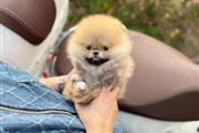 $350 : Pomerania en venta thumbnail