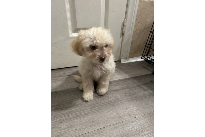 $350 : Maltés de 3meses image 1