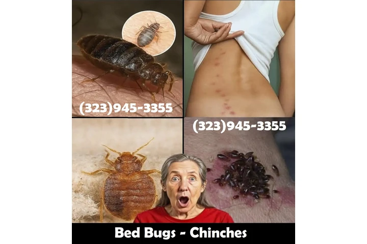 PEST CONTROL SERVICES L.A. image 7