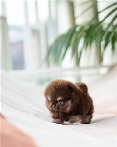 $250 : Pomeranians puppies for sale image 2