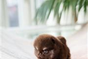 $250 : Pomeranians puppies for sale thumbnail