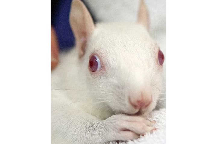 $290 : Adorable ardilla en adopción image 3