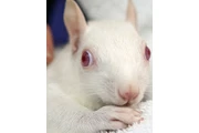 $290 : Adorable ardilla en adopción thumbnail