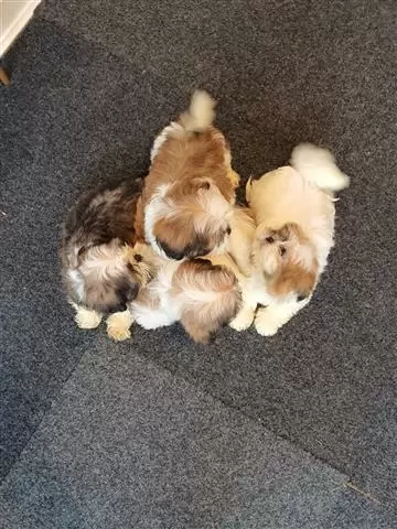 $500 : Cute Shih Tzu puppies image 3