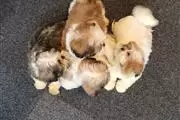 $500 : Cute Shih Tzu puppies thumbnail