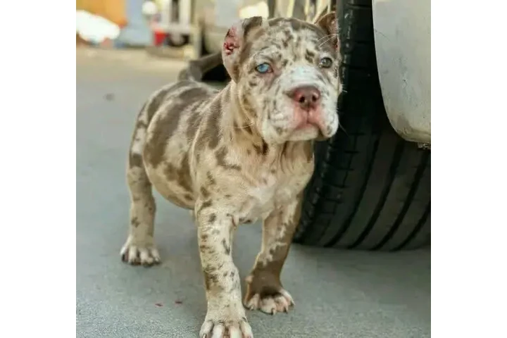 $650 : Loyal Cane Corso puppy image 1