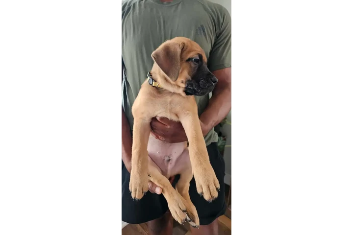 $2800 : Cane Corso & American Bulldog image 5