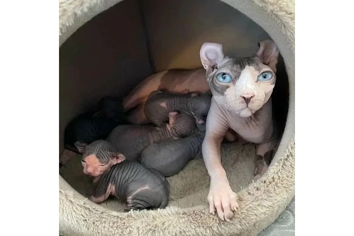 $650 : Sphynx kittens for sale image 1