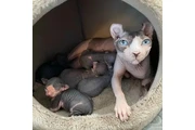 Sphynx kittens for sale en Miami