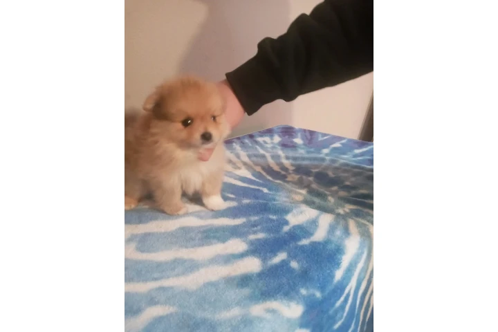 🐾 Hermosas PERRITAS en VENTA image 7