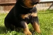 Se venden cachorros rottweiler en Lexington