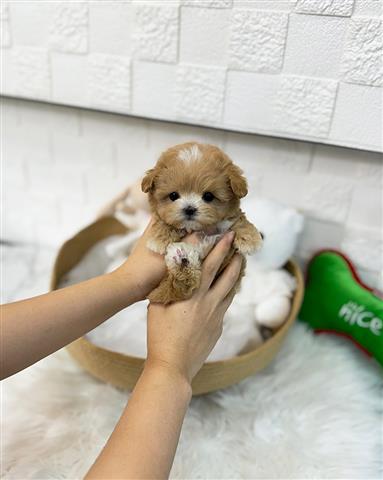 $350 : MALTIPOO EN VENTA image 3