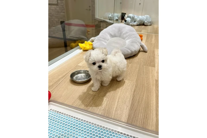 $350 : cachorros malteses image 2