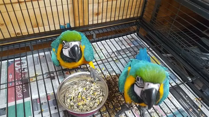 $500 : VENDO GUACAMAYO ARA ARARAUNA image 2