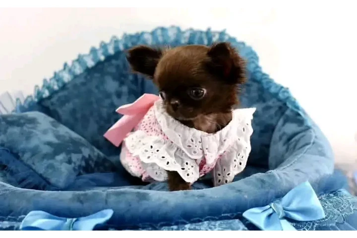 $350 : CHIHUAHUA image 3