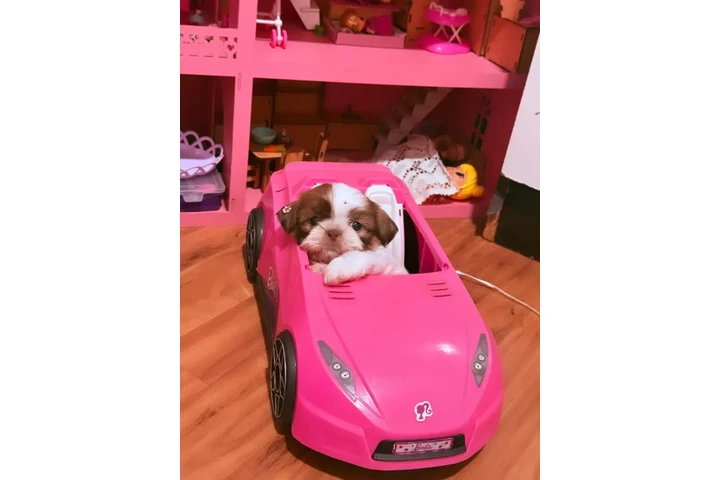 $350 : Cachorros Shihtzu image 5