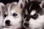 cachorros de Husky Siberiano