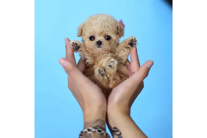 $350 : Micro Poodle image 3
