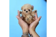 $350 : Micro Poodle thumbnail